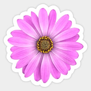 Purple African Daisy Flower Sticker